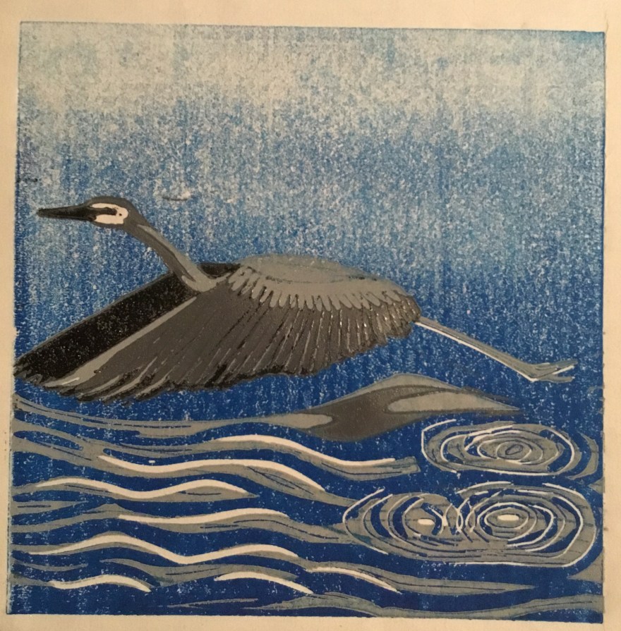 White-faced heron takes flight