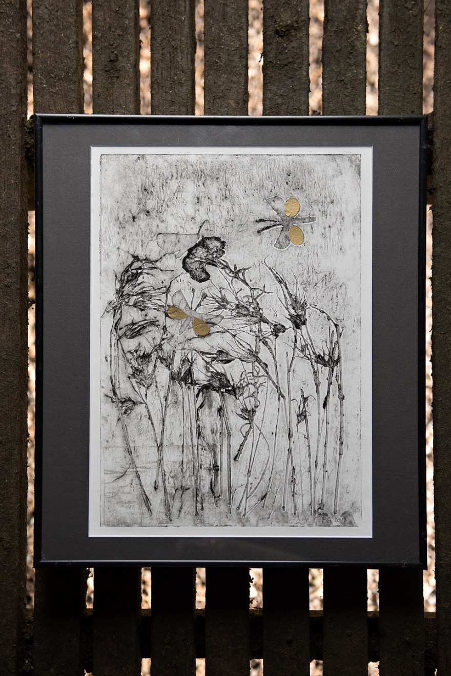 Golden Sun Moths and Kangaroo Grass