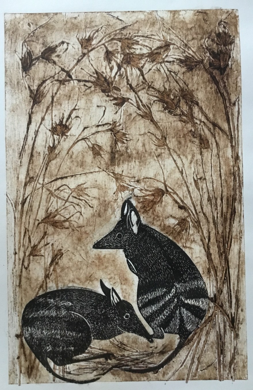 Eastern Barred Bandicoots